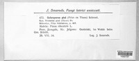 Porodaedalea pini image